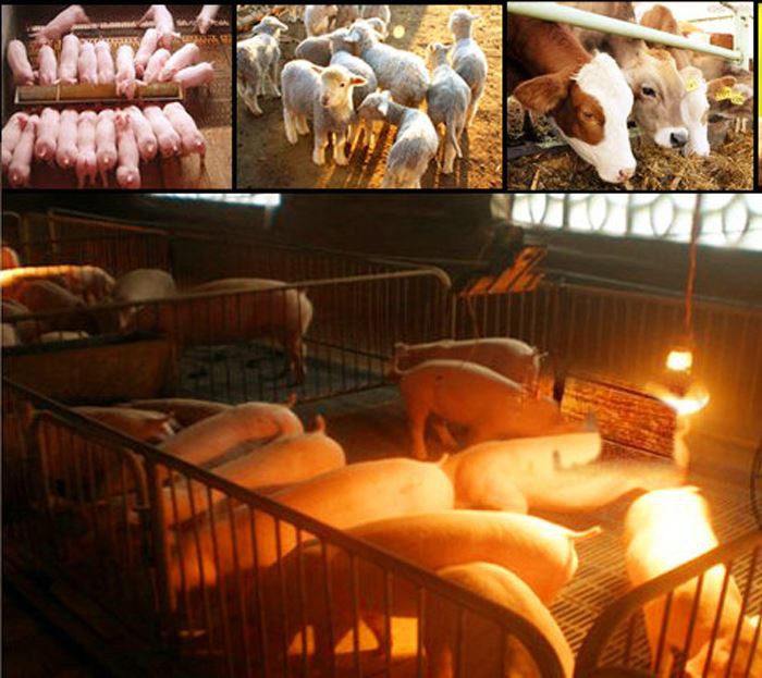 Applicable places for 250 watt heat lamp bulb